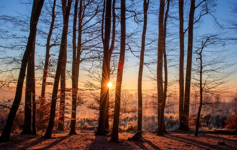 Forest Sanctuary